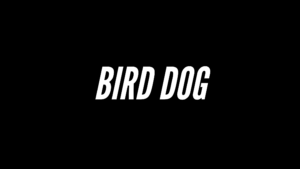 bird-dog